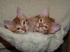 Sweeties