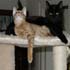 Nero & Twister