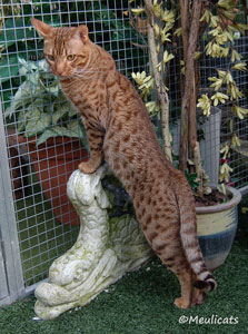 mei 2011