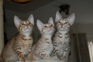 Dazzle, Dara, Denzel 7,5 weeks